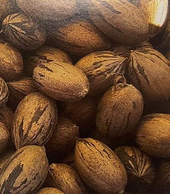 Noce-Pecan-Cape-Fear su naturando il vivaio per il tuo giardino con una vasta gamma di prodotti per la cura delle piante