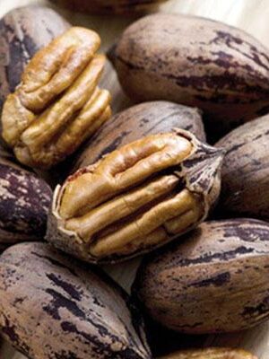 Noce-Pecan-Cheyenne su naturando il vivaio per il tuo giardino con una vasta gamma di prodotti per la cura delle piante