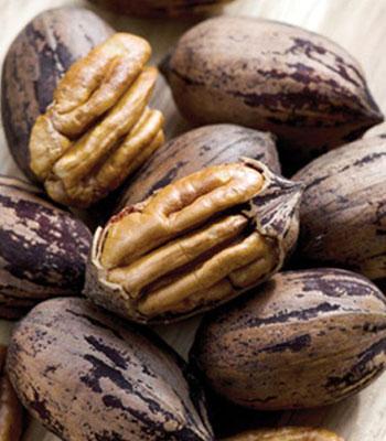 Noce-Pecan-Cheyenne su naturando il vivaio per il tuo giardino con una vasta gamma di prodotti per la cura delle piante