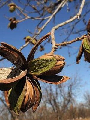Noce-Pecan-Kiowa su naturando il vivaio per il tuo giardino con una vasta gamma di prodotti per la cura delle piante