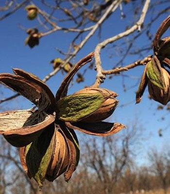 Noce-Pecan-Kiowa su naturando il vivaio per il tuo giardino con una vasta gamma di prodotti per la cura delle piante