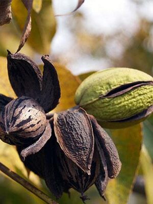 Noce-Pecan-Shawnee su naturando il vivaio per il tuo giardino con una vasta gamma di prodotti per la cura delle piante
