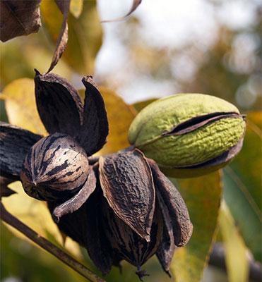 Noce-Pecan-Shawnee su naturando il vivaio per il tuo giardino con una vasta gamma di prodotti per la cura delle piante
