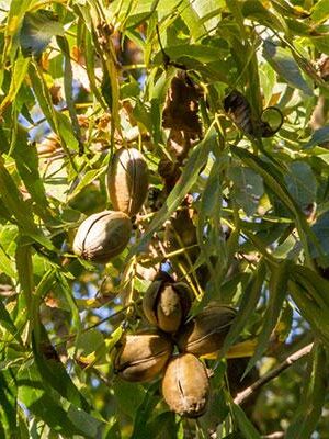 Noce-Pecan-Shoshoni su naturando il vivaio per il tuo giardino con una vasta gamma di prodotti per la cura delle piante
