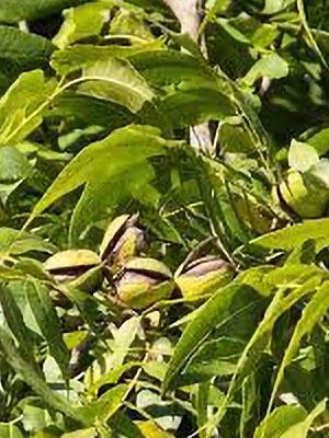 Noce-Pecan-Wichita su naturando il vivaio per il tuo giardino con una vasta gamma di prodotti per la cura delle piante