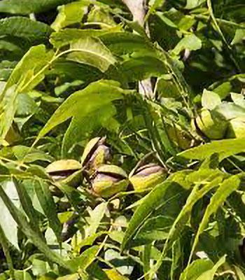 Noce-Pecan-Wichita su naturando il vivaio per il tuo giardino con una vasta gamma di prodotti per la cura delle piante