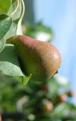 PERA-CANNELLA su naturando il vivaio per il tuo giardino con una vasta gamma di prodotti per la cura delle piante
