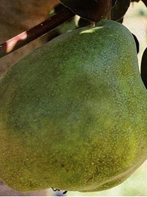 Pera-De-Lu-Prete su naturando il vivaio per il tuo giardino con una vasta gamma di prodotti per la cura delle piante