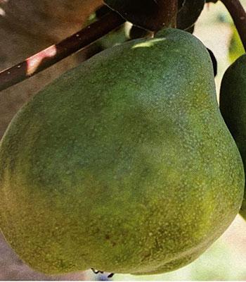 Pera-De-Lu-Prete su naturando il vivaio per il tuo giardino con una vasta gamma di prodotti per la cura delle piante