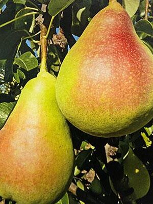 Pera-Saturno su naturando il vivaio per il tuo giardino con una vasta gamma di prodotti per la cura delle piante