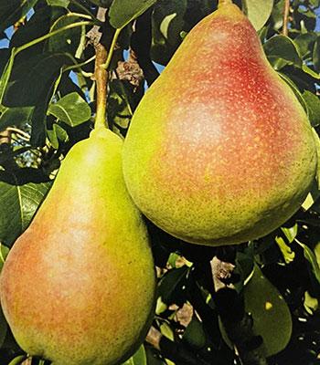 Pera-Saturno su naturando il vivaio per il tuo giardino con una vasta gamma di prodotti per la cura delle piante