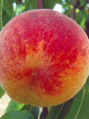 Percoca-Andross su naturando il vivaio per il tuo giardino con una vasta gamma di prodotti per la cura delle piante