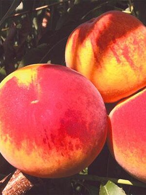 Percoca-Baby-Gold-9 su naturando il vivaio per il tuo giardino con una vasta gamma di prodotti per la cura delle piante