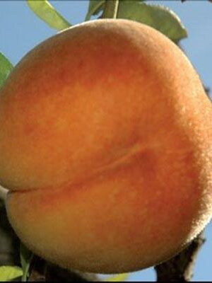 Percoca-Carson su naturando il vivaio per il tuo giardino con una vasta gamma di prodotti per la cura delle piante