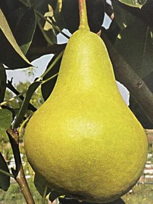 Pero-Campanella su naturando il vivaio per il tuo giardino con una vasta gamma di prodotti per la cura delle piante