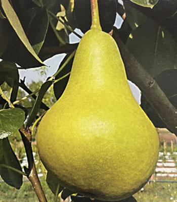 Pero-Campanella su naturando il vivaio per il tuo giardino con una vasta gamma di prodotti per la cura delle piante