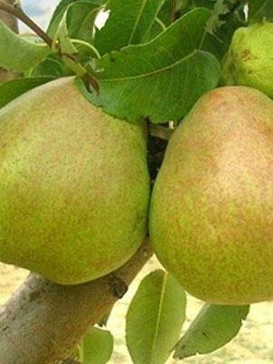 Pero-Decana-d'Inverno su naturando il vivaio per il tuo giardino con una vasta gamma di prodotti per la cura delle piante