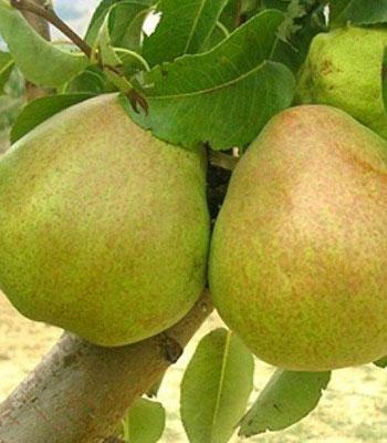 Pero-Decana-d'Inverno su naturando il vivaio per il tuo giardino con una vasta gamma di prodotti per la cura delle piante