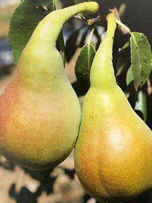 Pero-Del-Principe su naturando il vivaio per il tuo giardino con una vasta gamma di prodotti per la cura delle piante