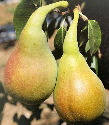 Pero-Del-Principe su naturando il vivaio per il tuo giardino con una vasta gamma di prodotti per la cura delle piante