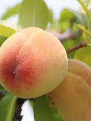 Pesca-Chiara su naturando il vivaio per il tuo giardino con una vasta gamma di prodotti per la cura delle piante