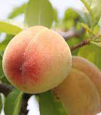 Pesca-Chiara su naturando il vivaio per il tuo giardino con una vasta gamma di prodotti per la cura delle piante