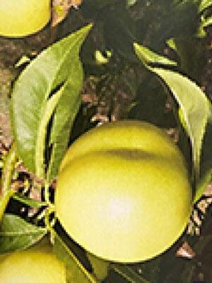 Pesca-Noce-Crasiommolo-C su naturando il vivaio per il tuo giardino con una vasta gamma di prodotti per la cura delle piante