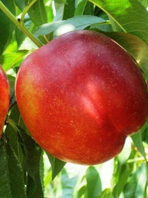 Pesca-Noce-armking su naturando il vivaio per il tuo giardino con una vasta gamma di prodotti per la cura delle piante