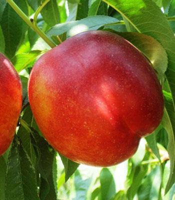 Pesca-Noce-armking su naturando il vivaio per il tuo giardino con una vasta gamma di prodotti per la cura delle piante