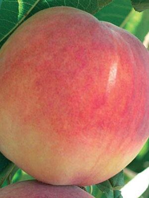 Pesca-Polpa-Gialla-Fairtime su naturando il vivaio per il tuo giardino con una vasta gamma di prodotti per la cura delle piante