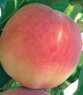 Pesca-Polpa-Gialla-Fairtime su naturando il vivaio per il tuo giardino con una vasta gamma di prodotti per la cura delle piante