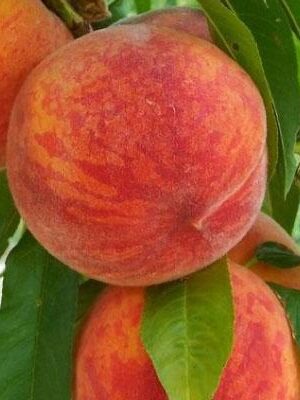 Pesca-Polpa-Gialla-Fayatte su naturando il vivaio per il tuo giardino con una vasta gamma di prodotti per la cura delle piante