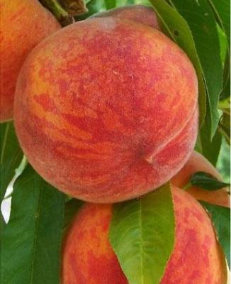 Pesca-Polpa-Gialla-Fayatte su naturando il vivaio per il tuo giardino con una vasta gamma di prodotti per la cura delle piante