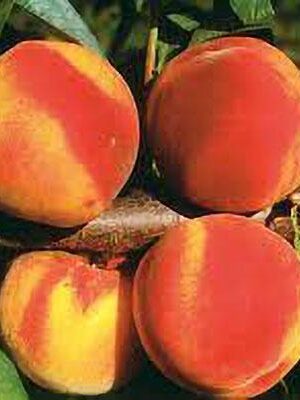 Pesca-Polpa-Gialla-Guglielmina su naturando il vivaio per il tuo giardino con una vasta gamma di prodotti per la cura delle piante