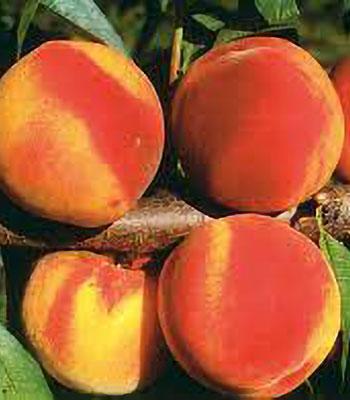 Pesca-Polpa-Gialla-Guglielmina su naturando il vivaio per il tuo giardino con una vasta gamma di prodotti per la cura delle piante