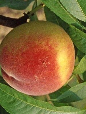 Pesca-Polpa-Gialla-Maycrest su naturando il vivaio per il tuo giardino con una vasta gamma di prodotti per la cura delle piante