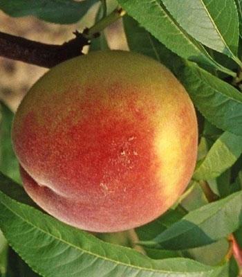 Pesca-Polpa-Gialla-Maycrest su naturando il vivaio per il tuo giardino con una vasta gamma di prodotti per la cura delle piante