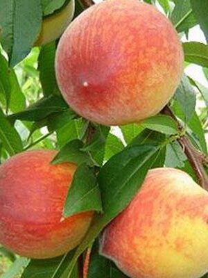 Pesca-Polpa-Gialla-Redhaven su naturando il vivaio per il tuo giardino con una vasta gamma di prodotti per la cura delle piante