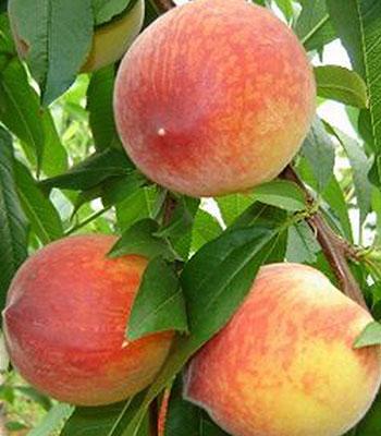 Pesca-Polpa-Gialla-Redhaven su naturando il vivaio per il tuo giardino con una vasta gamma di prodotti per la cura delle piante