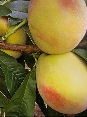peschi polpa gialla tra cui Pesca-Polpa-Gialla-Reginella su naturando il vivaio per il tuo giardino con una vasta gamma di prodotti per la cura delle piante