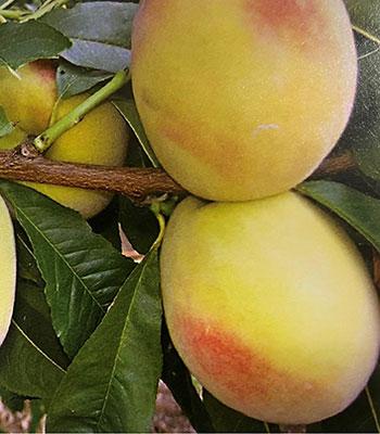 peschi polpa gialla tra cui Pesca-Polpa-Gialla-Reginella su naturando il vivaio per il tuo giardino con una vasta gamma di prodotti per la cura delle piante