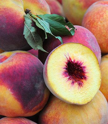 Pesca-Tardiva-di-San-Gregorio su naturando il vivaio per il tuo giardino con una vasta gamma di prodotti per la cura delle piante
