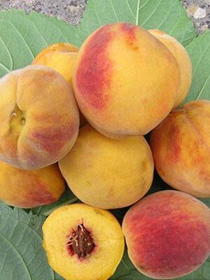 Pesca-polpa-Gialla-Reginella-I su naturando il vivaio per il tuo giardino con una vasta gamma di prodotti per la cura delle piante