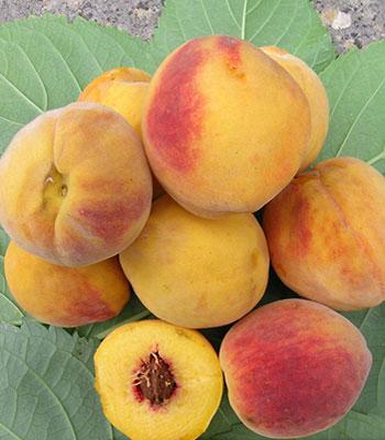 Pesca-polpa-Gialla-Reginella-I su naturando il vivaio per il tuo giardino con una vasta gamma di prodotti per la cura delle piante