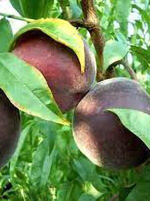 Pesca Polpa Gialla Flavorcrest su naturando il vivaio per il tuo giardino con una vasta gamma di prodotti per la cura delle piante