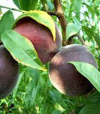 Pesca Polpa Gialla Flavorcrest su naturando il vivaio per il tuo giardino con una vasta gamma di prodotti per la cura delle piante