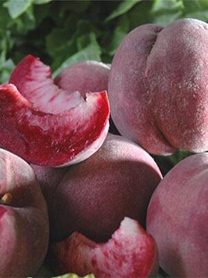 Peschi a Polpa Rossa tra cui Pesco Polpa Rossa Sanguinella su naturando il vivaio per il tuo giardino con una vasta gamma di prodotti per la cura delle piante