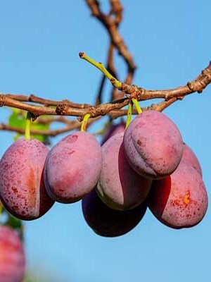 piante di susini su naturando il vivaio per il tuo giardino