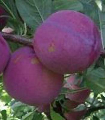 Susina-Black-Splendor su naturando il vivaio per il tuo giardino con una vasta gamma di prodotti per la cura delle piante