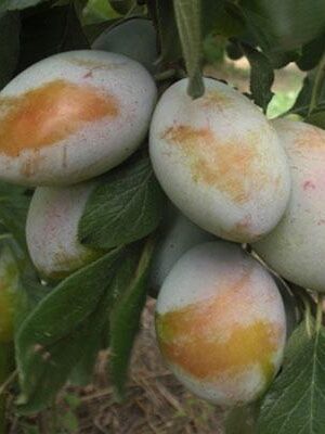 Susina-Felisio-Bianca su naturando il vivaio per il tuo giardino con una vasta gamma di prodotti per la cura delle piante